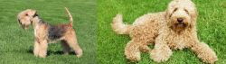 Lakeland Terrier vs Labradoodle - Breed Comparison