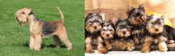 Lakeland Terrier vs Yorkshire Terrier - Breed Comparison