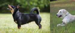 Lancashire Heeler vs Akbash Dog - Breed Comparison