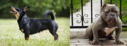 Lancashire Heeler vs American Bully - Breed Comparison