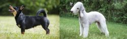 Lancashire Heeler vs Bedlington Terrier - Breed Comparison