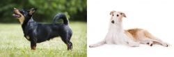 Lancashire Heeler vs Borzoi - Breed Comparison