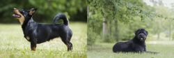 Lancashire Heeler vs Bouvier des Flandres - Breed Comparison