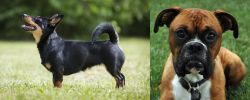 Lancashire Heeler vs Boxer - Breed Comparison