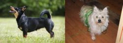 Lancashire Heeler vs Cairland Terrier - Breed Comparison