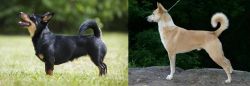 Lancashire Heeler vs Canaan Dog - Breed Comparison