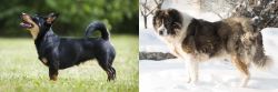 Lancashire Heeler vs Caucasian Shepherd - Breed Comparison