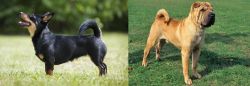 Lancashire Heeler vs Chinese Shar Pei - Breed Comparison