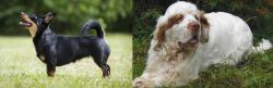 Lancashire Heeler vs Clumber Spaniel - Breed Comparison