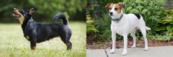 Lancashire Heeler vs Danish Swedish Farmdog - Breed Comparison