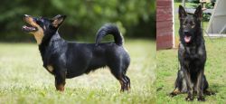 Lancashire Heeler vs East German Shepherd - Breed Comparison