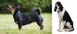 Lancashire Heeler vs Grand Anglo-Francais Blanc et Noir - Breed Comparison