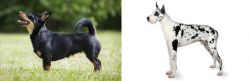 Lancashire Heeler vs Great Dane - Breed Comparison