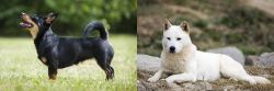 Lancashire Heeler vs Jindo - Breed Comparison