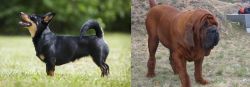Lancashire Heeler vs Korean Mastiff - Breed Comparison