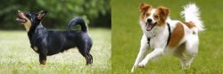 Lancashire Heeler vs Kromfohrlander - Breed Comparison