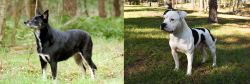 Lapponian Herder vs American Bulldog - Breed Comparison