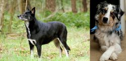 Lapponian Herder vs Australian Collie - Breed Comparison