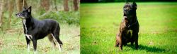 Lapponian Herder vs Bandog - Breed Comparison