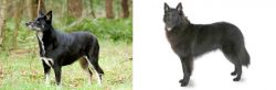 Lapponian Herder vs Belgian Shepherd - Breed Comparison