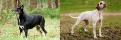 Lapponian Herder vs Braque du Bourbonnais - Breed Comparison