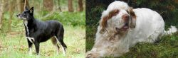 Lapponian Herder vs Clumber Spaniel - Breed Comparison