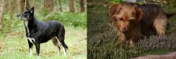 Lapponian Herder vs Dorkie - Breed Comparison