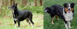 Lapponian Herder vs English Shepherd - Breed Comparison