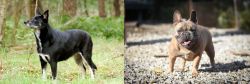 Lapponian Herder vs French Bulldog - Breed Comparison