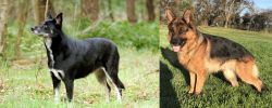 Lapponian Herder vs German Shepherd - Breed Comparison