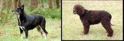 Lapponian Herder vs Irish Water Spaniel - Breed Comparison
