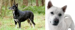 Lapponian Herder vs Kishu - Breed Comparison