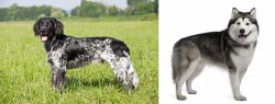 Large Munsterlander vs Alaskan Malamute - Breed Comparison
