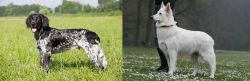 Large Munsterlander vs Berger Blanc Suisse - Breed Comparison