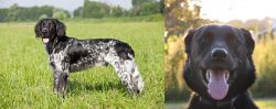 Large Munsterlander vs Borador - Breed Comparison