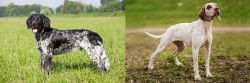 Large Munsterlander vs Braque du Bourbonnais - Breed Comparison