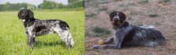 Large Munsterlander vs Deutsch Drahthaar - Breed Comparison