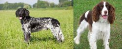 Large Munsterlander vs English Springer Spaniel - Breed Comparison