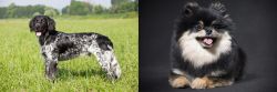 Large Munsterlander vs German Spitz (Klein) - Breed Comparison