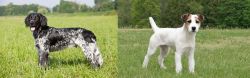 Large Munsterlander vs Jack Russell Terrier - Breed Comparison