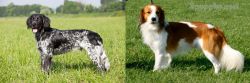Large Munsterlander vs Kooikerhondje - Breed Comparison
