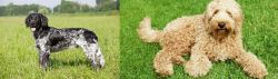 Large Munsterlander vs Labradoodle - Breed Comparison