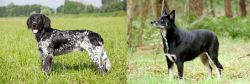 Large Munsterlander vs Lapponian Herder - Breed Comparison