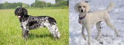 Large Munsterlander vs Poodle - Breed Comparison