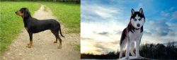Latvian Hound vs Alaskan Husky - Breed Comparison