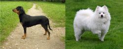 Latvian Hound vs American Eskimo Dog - Breed Comparison