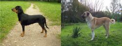 Latvian Hound vs Anatolian Shepherd - Breed Comparison