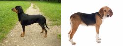 Latvian Hound vs Beagle-Harrier - Breed Comparison