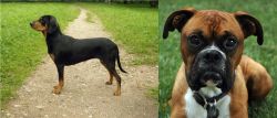 Latvian Hound vs Boxer - Breed Comparison