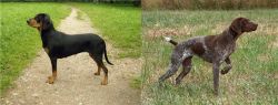 Latvian Hound vs Braque Francais - Breed Comparison